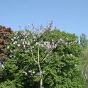Paulownia tomentosa